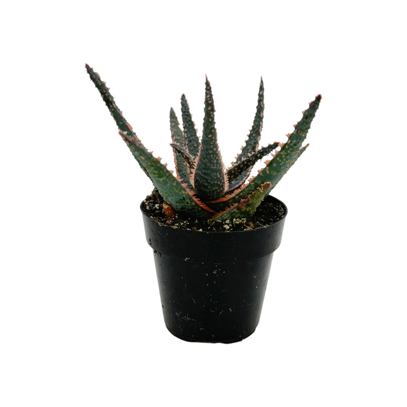 Aloe Purple Haze | Star Aloe - Lazy Gardens