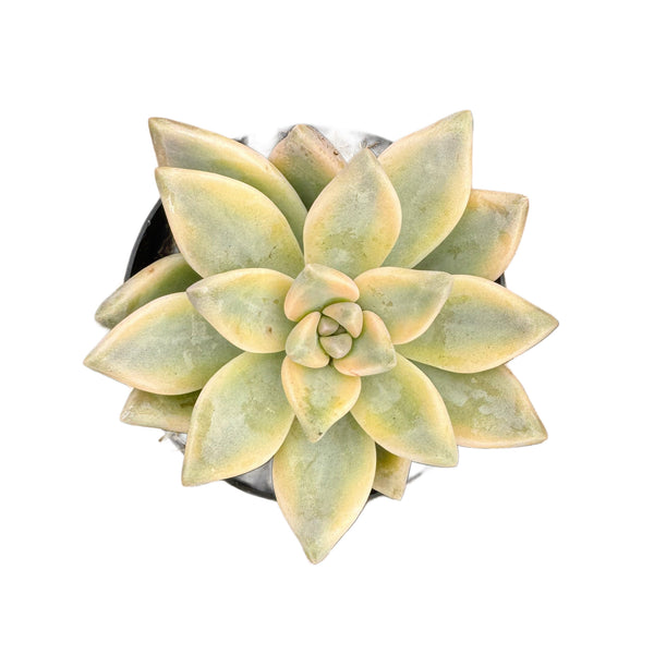 Graptopetalum paraguayense ‘Jester'