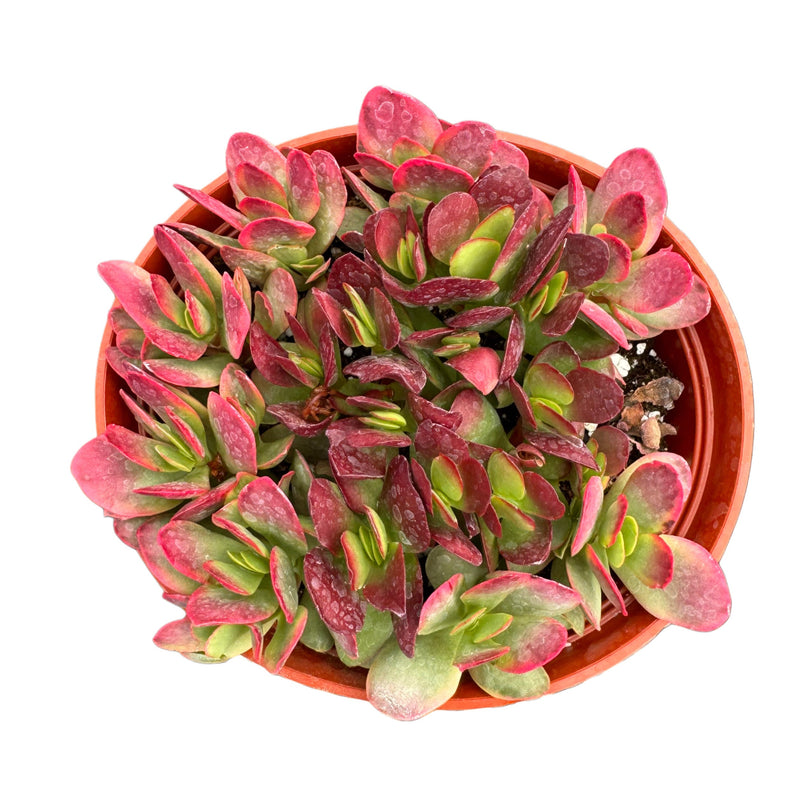 Crassula platyphylla 'Burgundy'