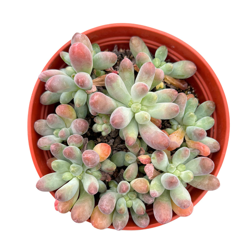 Sedum Pachyphyllum | Blue Jelly Beans - Lazy Gardens