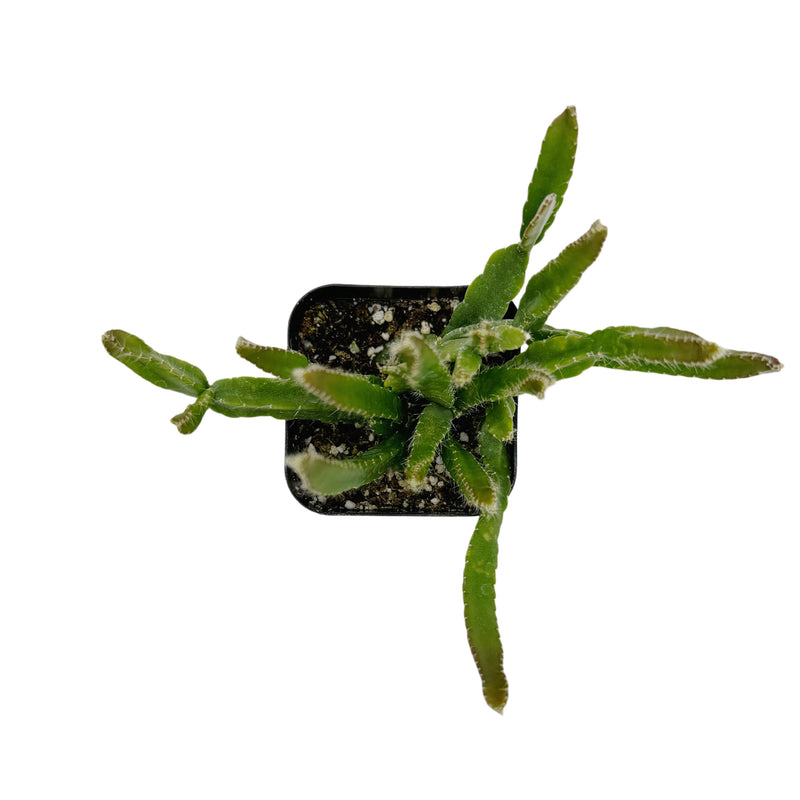 Rhipsalis Cereoides | Mistletoe Cactus