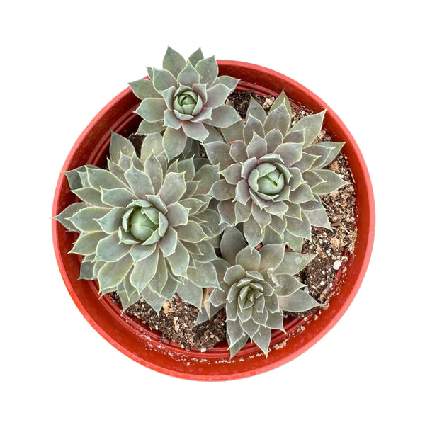 Sempervivum Pacific Blue Ice