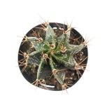 Astrophytum ornatum | Star Barrel Cactus - Lazy Gardens