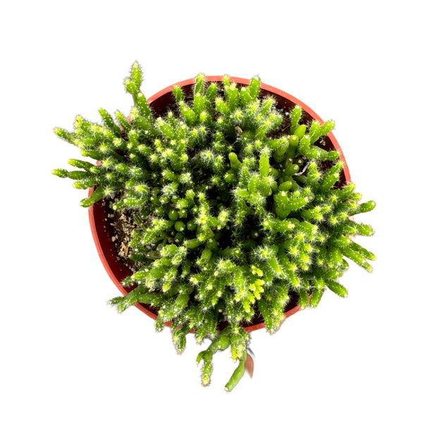 Rhipsalis pilocarpa | Jungle Cactus