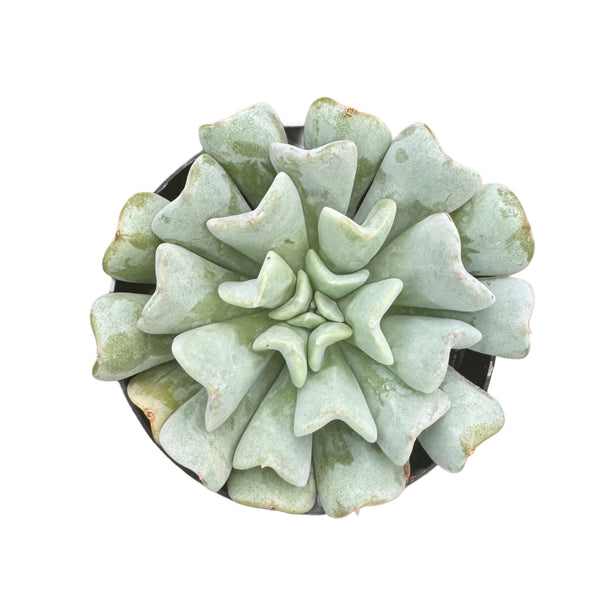 Echeveria Cloud - Lazy Gardens