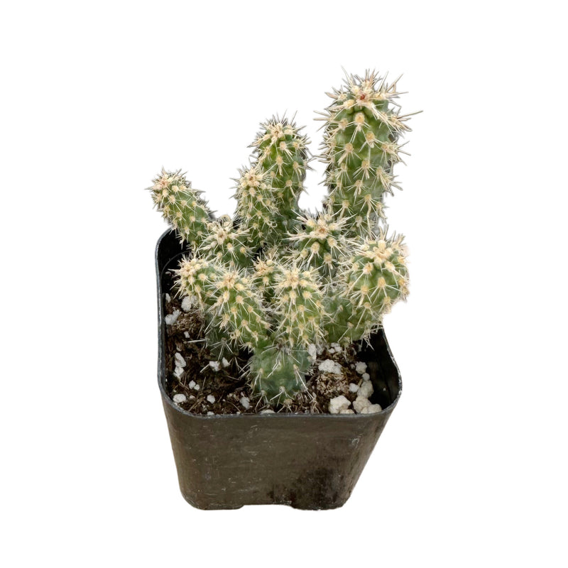 Cylindropuntia 'Mini Cholla'