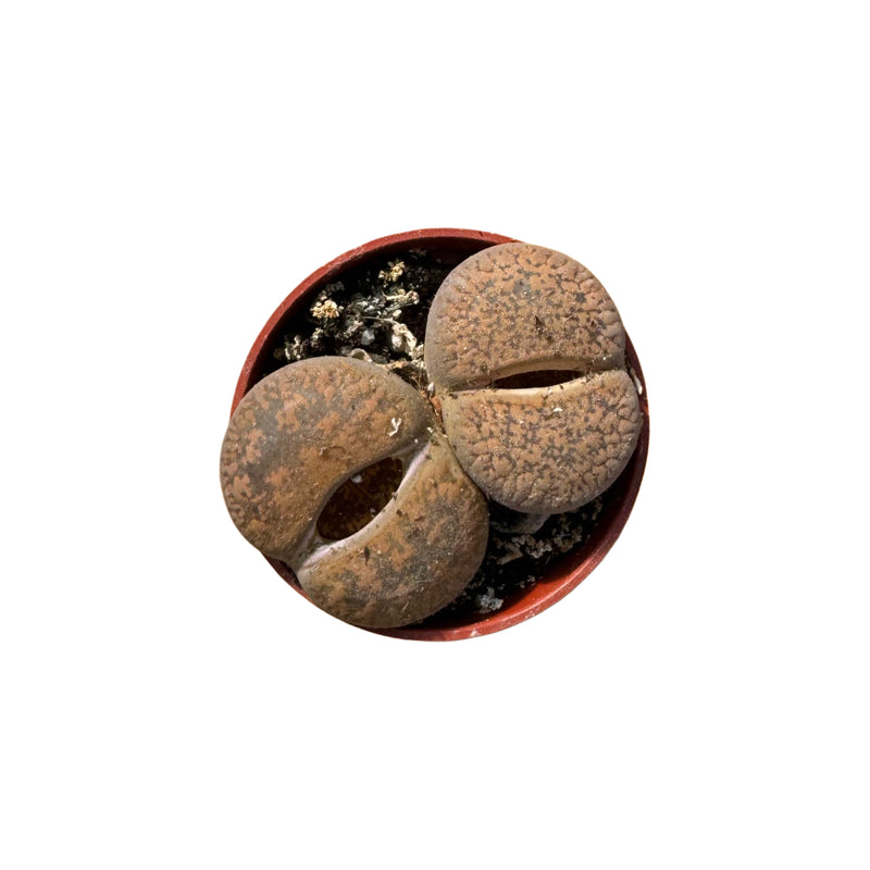 Lithops | Living Stones