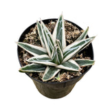 Agave Victoriae Reginae ‘White Rhino’ | White Rhino Agave