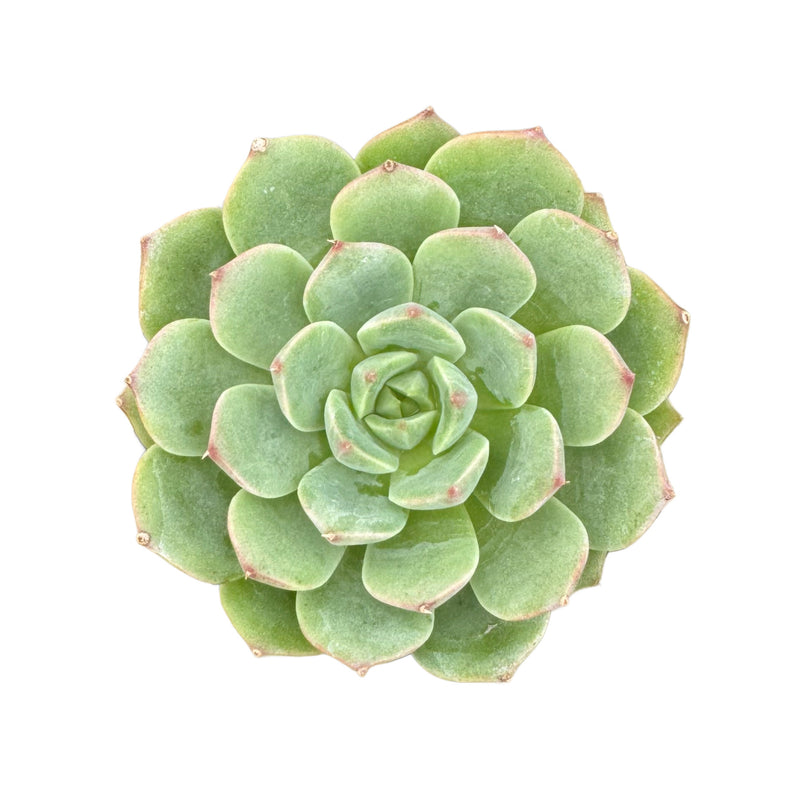 Echeveria Elfstone - Lazy Gardens