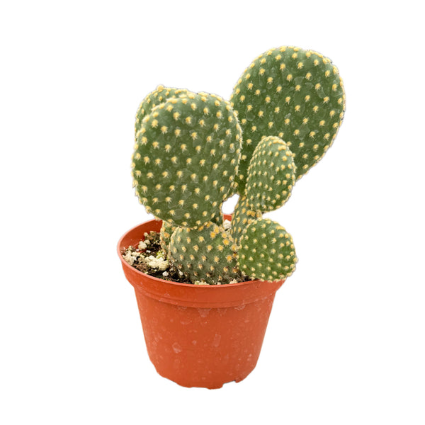 Yellow Bunny Ears Cactus | Opuntia microdasys honey mike