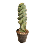 Cereus forbesii Spiralis | Spiral Cactus