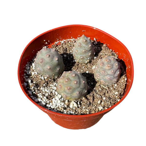 Tephrocactus Articulatus | Pine Cone Cactus - Lazy Gardens