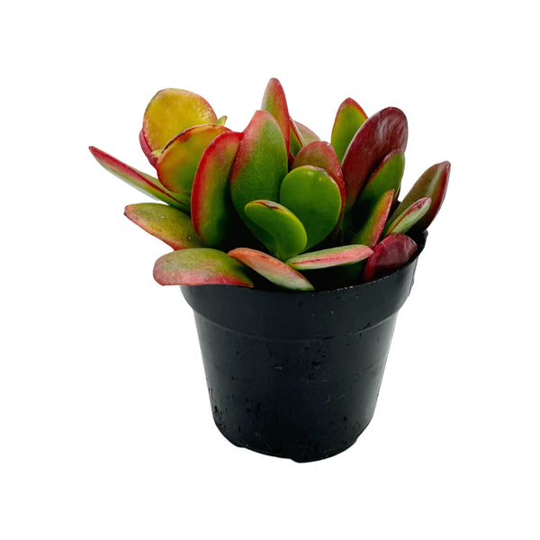 Crassula Ovata Hummels Sunset | | Hummels Sunset Jade - Lazy Gardens