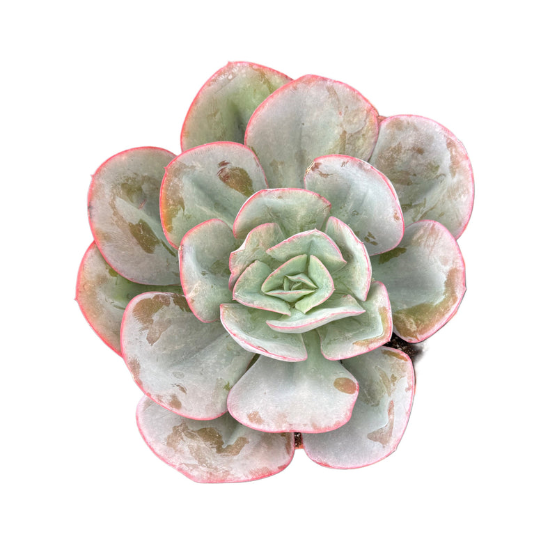 Echeveria Blue Sky