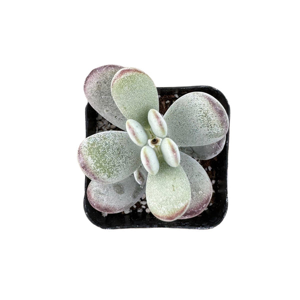 Cotyledon orbiculata 'Ping Pong'