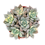 Graptopetalum Paraguayense Variegata | Ghost Plant Variegated