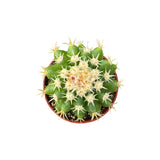 Echinocactus grusonii intermedius | Short spined Golden Barrel Cactus