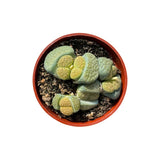 Lithops | Living Stones