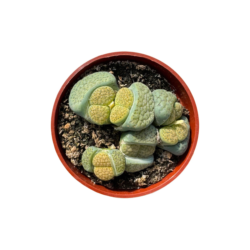 Lithops | Living Stones - Lazy Gardens