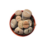 Lithops | Living Stones