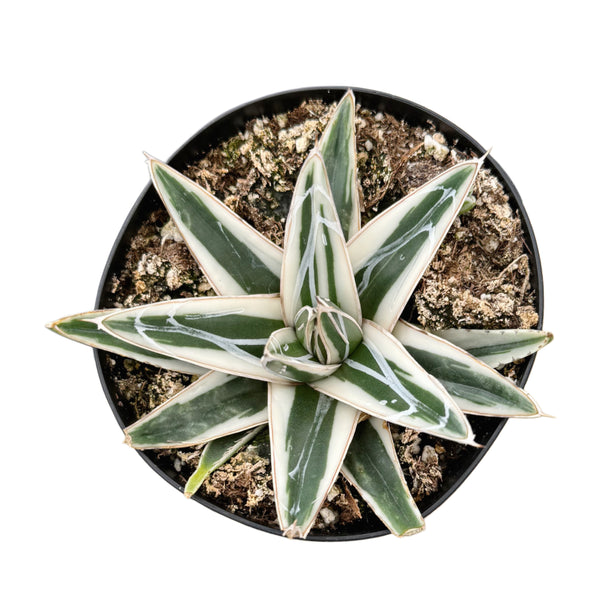 Agave Victoriae Reginae ‘White Rhino’ | White Rhino Agave - Lazy Gardens