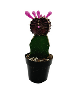 Gymnocalycium mihanovichii freidrichii | Moon Cactus Purple - Lazy Gardens