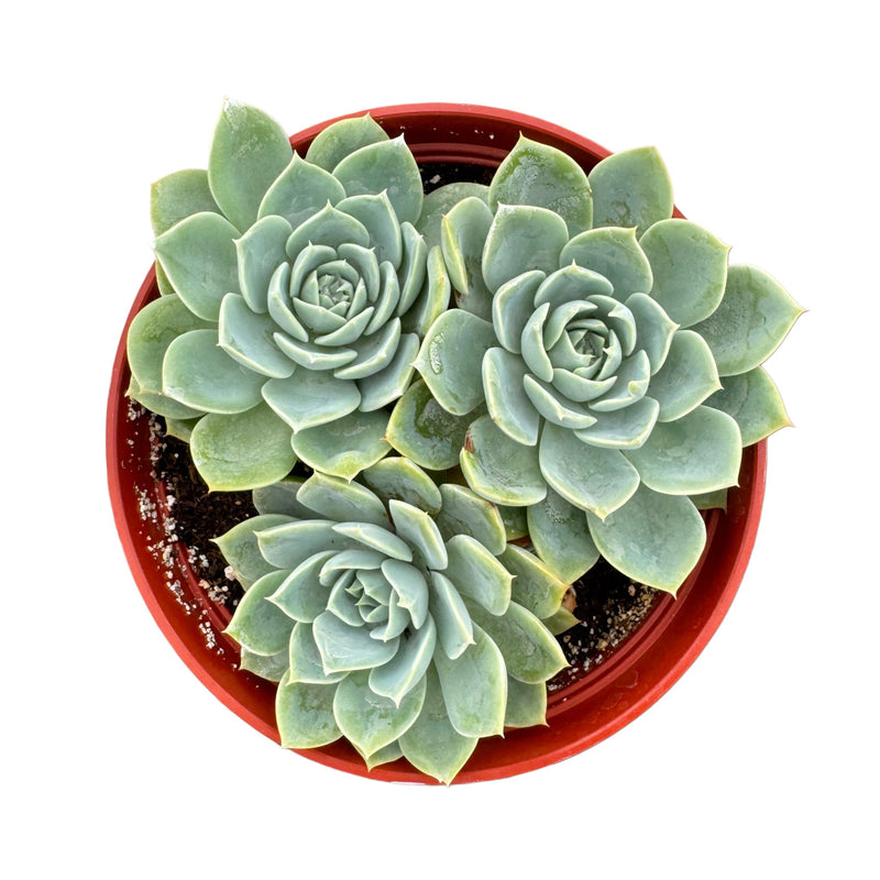 Echeveria Blue Atoll - Lazy Gardens