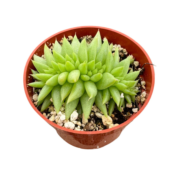 Crested Wax Plant | Echeveria Agavoides Cristata