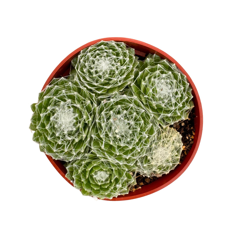 Sempervivum Cobweb | Cobweb Hen’s & Chicks