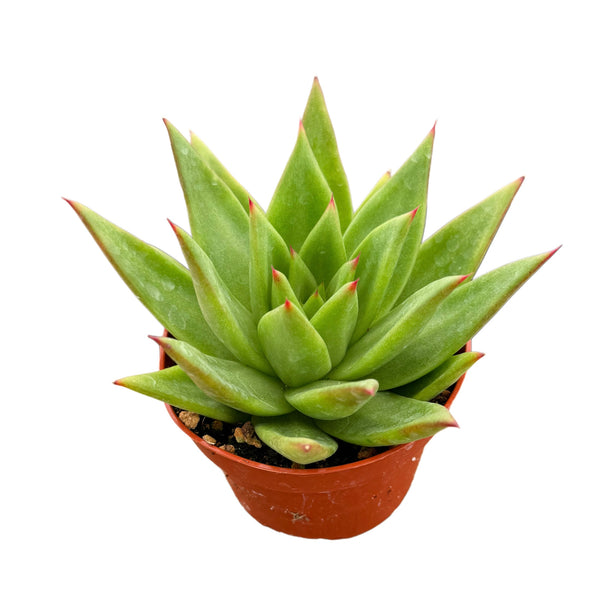 Echeveria Agavoides | Red Lipstick Plant - Lazy Gardens