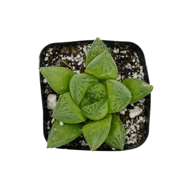 Haworthia cuspidata | Star Window Plant