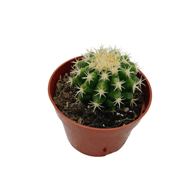 Echinocactus grusonii intermedius | Short spined Golden Barrel Cactus