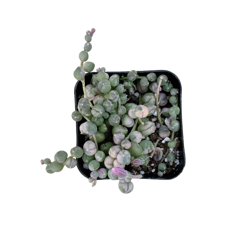 Senecio Rowleyanus Variegata | Variegated String of Pearls