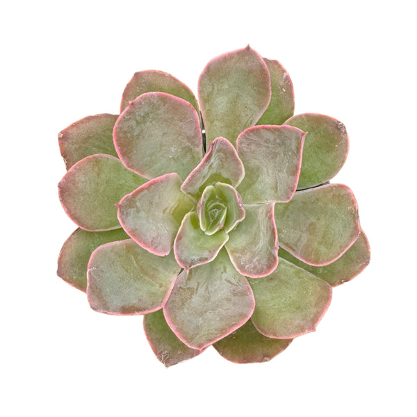 Echeveria Rico - Lazy Gardens