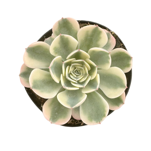 Echeveria Imbricata Variegata