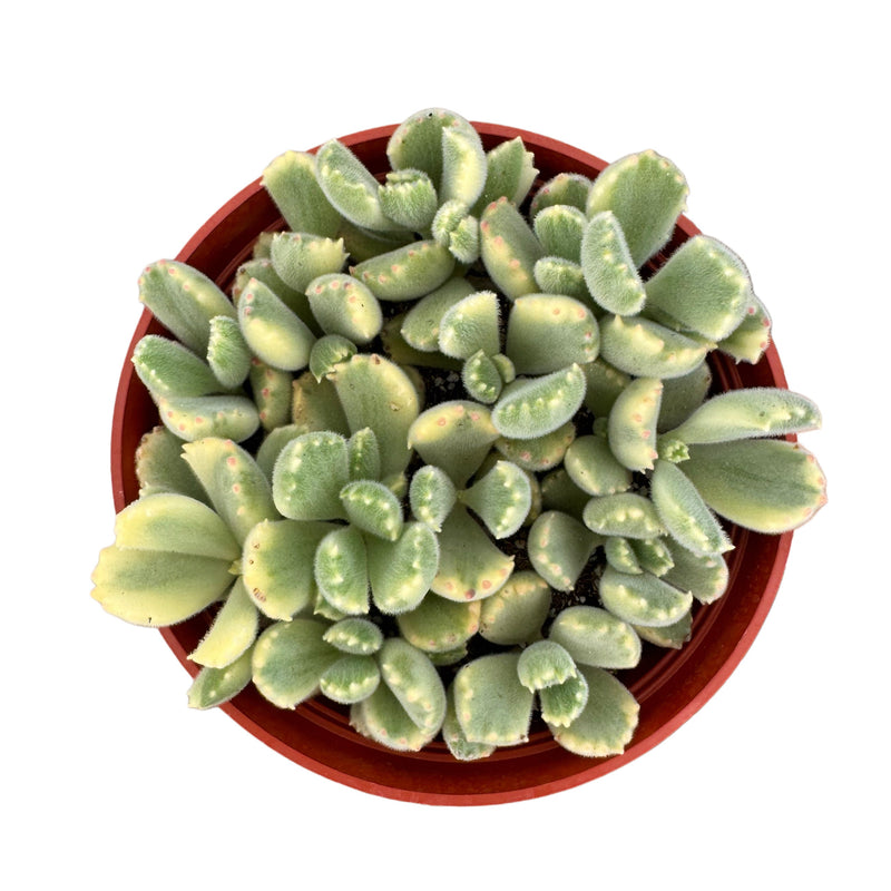 Cotyledon tomentosa variegata | Bear Paw Variegated