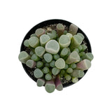 Fenestraria Aurantiaca | Baby Toes - Lazy Gardens