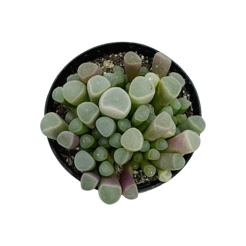 Fenestraria Aurantiaca | Baby Toes