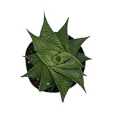 Haworthia limifolia spiralis | Twister Haworthia