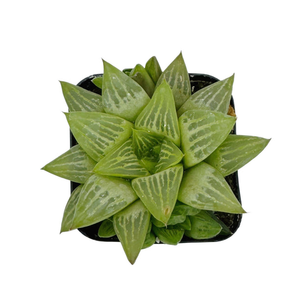 Haworthia retusa f. geraldii | Star Cactus