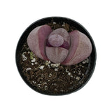 Pleiospilos Nelii | Royal Flush - Lazy Gardens