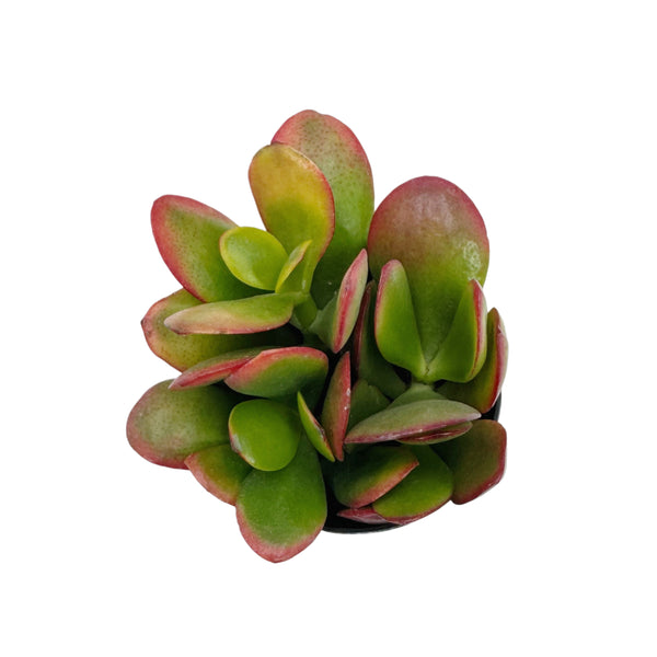 Crassula Ovata Hummels Sunset | | Hummels Sunset Jade