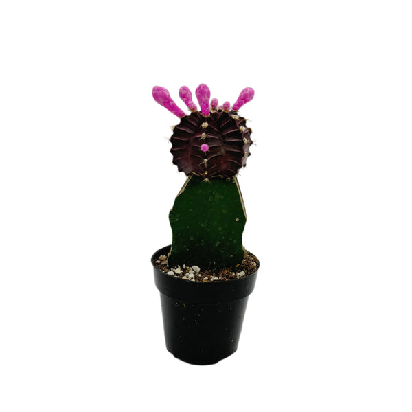 Moon Cactus Purple | Gymnocalycium mihanovichii freidrichii