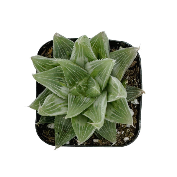 Haworthia retusa 'White Ghost'