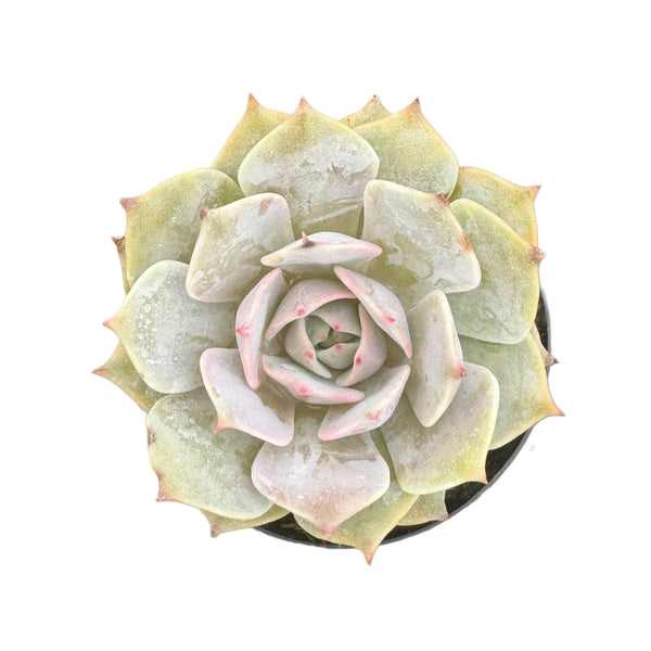 Echeveria Angel Kissed - Lazy Gardens