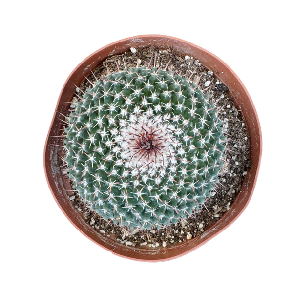 Mammillaria parkinsonii | Owl Eye Cactus