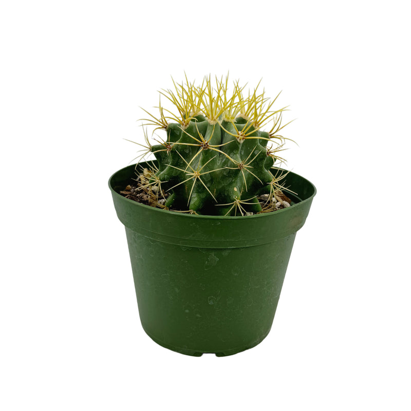 Ferocactus glaucescens | Blue Barrel Cactus