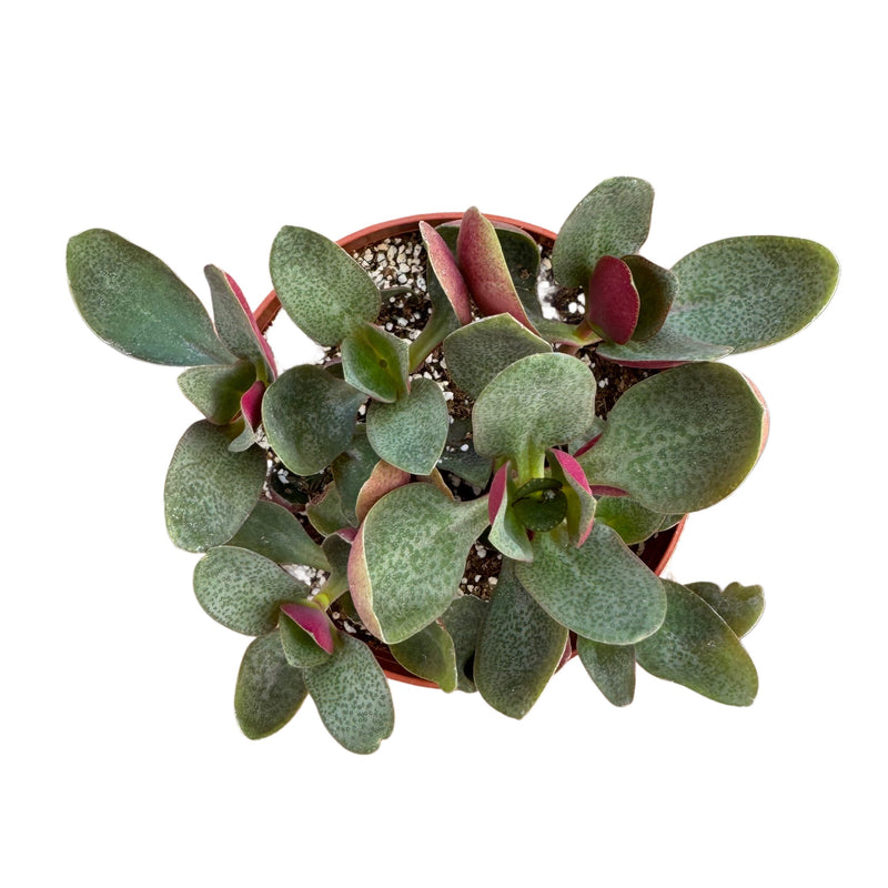 Crassula Multicava | Fairy Crassula