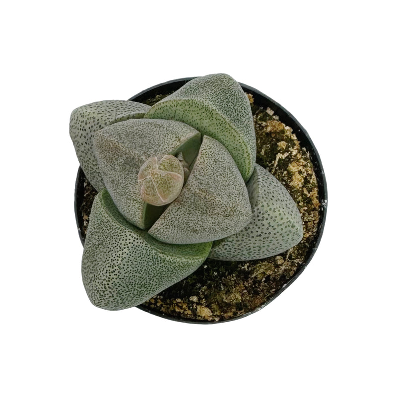 Pleiospilos Nelii | Split Rock - Lazy Gardens