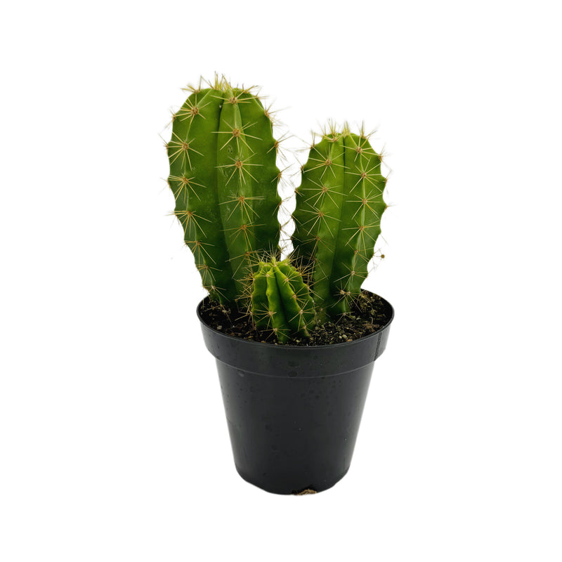 Lemaireocereus chende | Chende Cactus